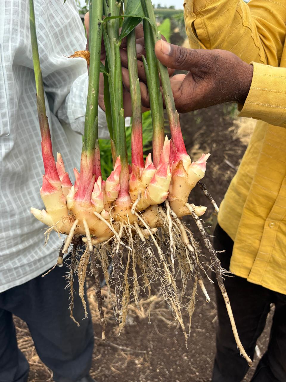 ई
